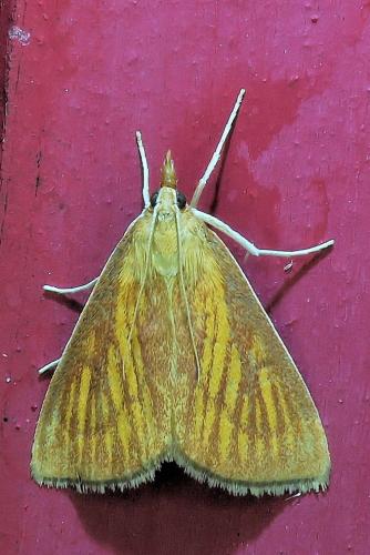 Réf. 334 217 : Nascia cilialis